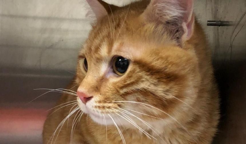 Kaybolan kedi, 10 yıl sonra evine geri döndü