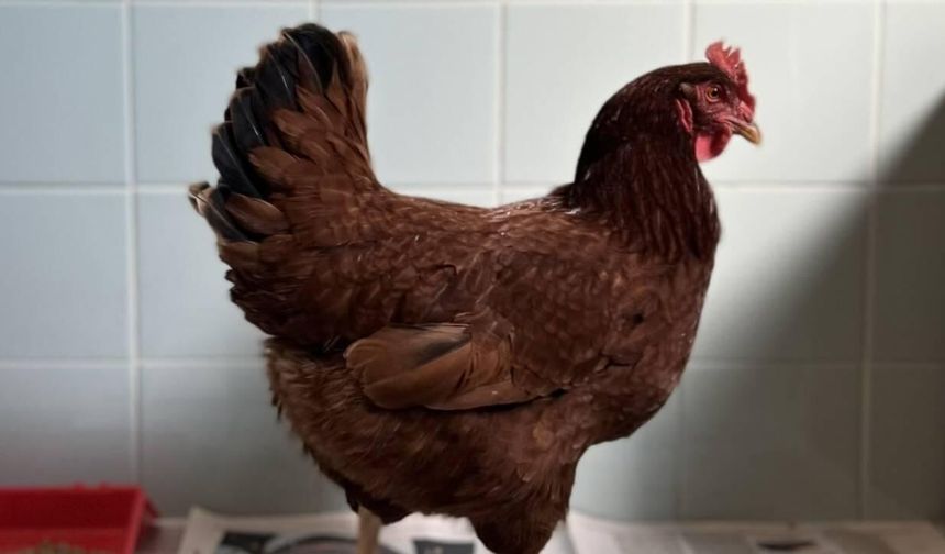 Batı Nil virüsüne karşı tavuklar erken uyarı sistemi olarak kullanılıyor