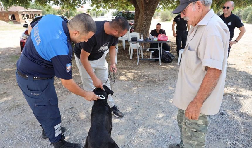 Ruhsatlandırma ve çipleme işlemleri İskele'de 23 Ekim’e kadar uzatıldı